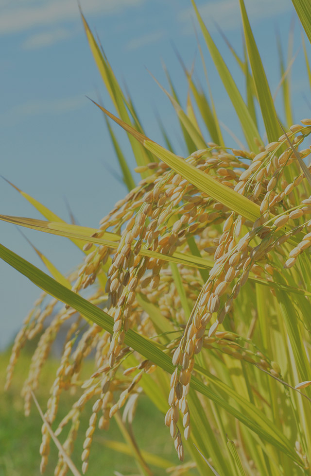 築上町産の上質な稲わらロールを販売しております。